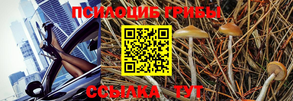 Галлюциногенные грибы Psilocybine cubensis Приморско-Ахтарск